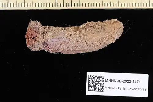 Psychropotes depressa, spécimen conservé