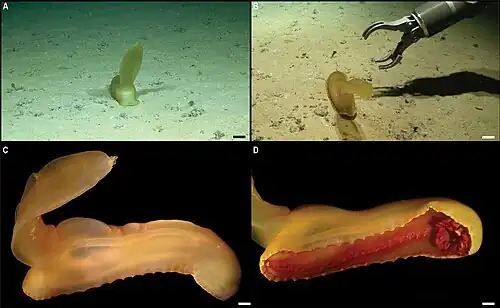 Psychropotes dyscrita, avec détails