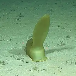 Psychropotes dyscrita