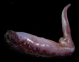 Psychropotes longicauda (en laboratoire)