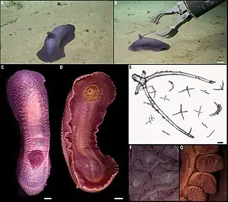 Psychropotes verrucicaudatus, avec détails