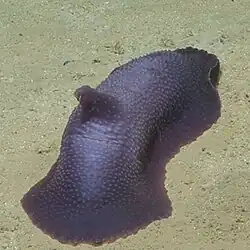 Psychropotes verrucicaudatus