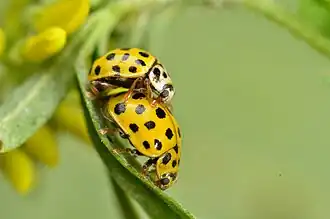 Des coccinelles à 22 points dans la réserve.