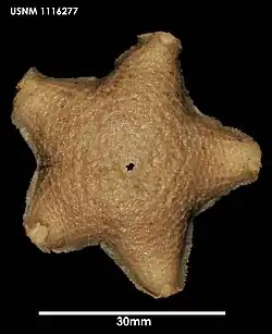 Pteraster stellifer (USNM)
