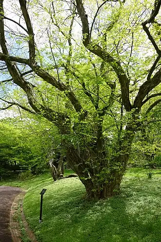 Description de l'image Pteroceltis tatarinowii - Morris Arboretum - DSC00346.JPG.