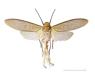 Phenacinae Pterodictya reticularis - Muséum de Toulouse