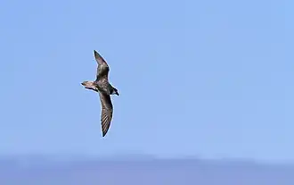 Description de l'image Pterodroma feae deserta 92954534.jpg.