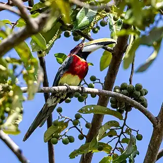 Description de l'image Pteroglossus bitorquatus - Red-necked Aracari; Arari, Maranhão, Brazil.jpg.