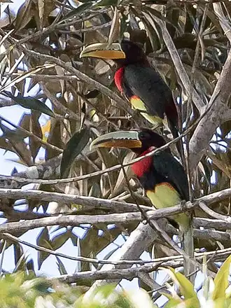 Description de l'image Pteroglossus mariae - Brown-mandibled Aracari; Beruri, Amazonas, Brazil.jpg.