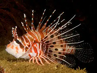 Poisson diable (Pterois antennata)