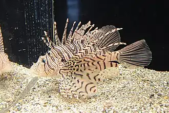 Poisson scorpion (Pterois lunulata)