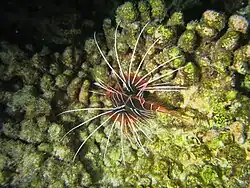 Un poisson-scorpion rayonné (Pterois radiata)