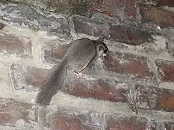 Polatouche de Sibérie