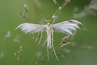 Pterophorus pentadactyla
