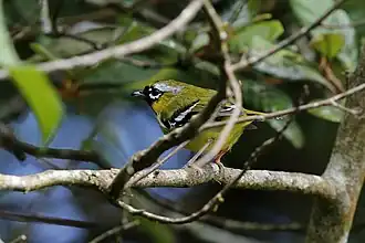 Description de cette image, également commentée ci-après