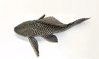 Description de l'image Pterygoplichthys sp.jpg.