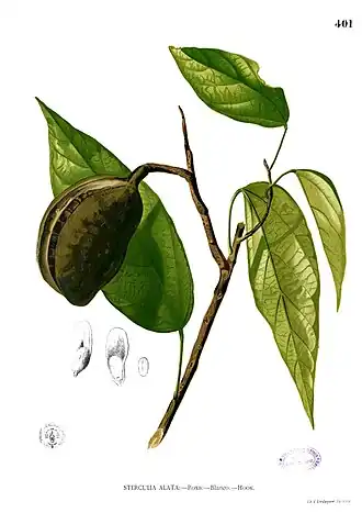 Description de l'image Pterygota alata Blanco2.401.jpg.