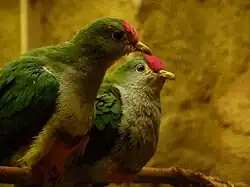 Ptilinopus pulchellus.