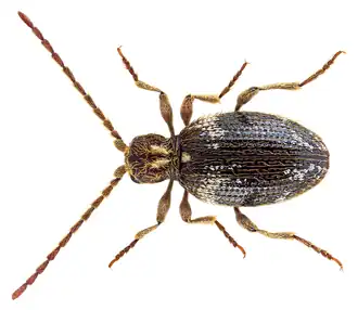 Description de cette image, également commentée ci-après