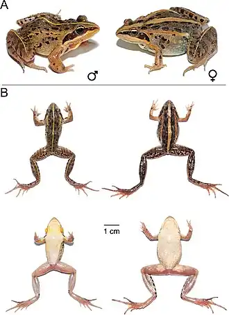 Description de l'image Ptychadena erlangeri (10.3897-zookeys.1016.59699) Figure 11.jpg.