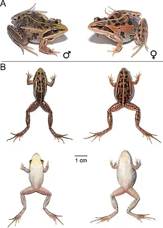 Description de l'image Ptychadena nana (10.3897-zookeys.1016.59699) Figure 15.jpg.