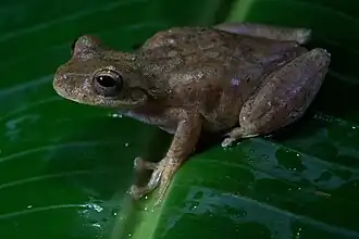 Description de l'image Ptychohyla euthysanota, Villa Corzo, Chiapas, Mexico imported from iNaturalist photo 61552372.jpg.