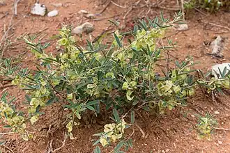 Description de l'image Ptycholobium biflorum-2446 - Flickr - Ragnhild & Neil Crawford.jpg.