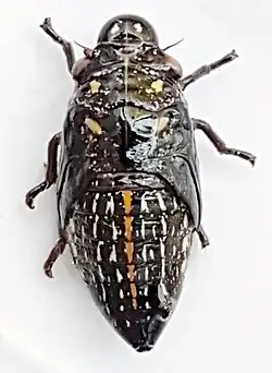 Ptyelus grossus.