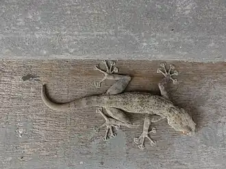 Description de l'image Ptyodactylus dhofarensis 60067545.jpg.