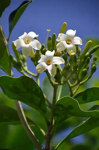 Description de l'image Pua_kenikeni_Fagraea_berteriana_a0002983.jpg.