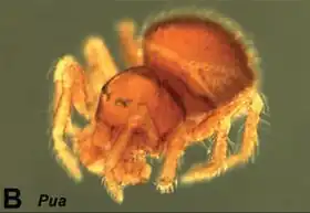 Description de l'image Pua novaezealandiae.jpg.