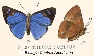 Description de l'image Publius inG&S1886.jpg.