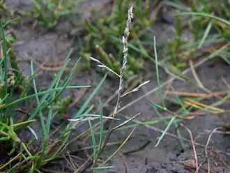Puccinellie maritime (Puccinellia maritima).