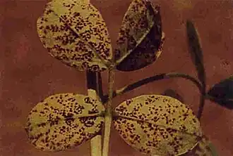 Description de l'image Puccinia arachidis2.jpg.