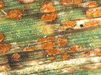 Image illustrative de l’article Rouille naine de l'orge