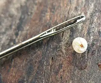 Tunga penetrans à côté du chas d’une aiguille.