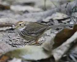 Timalie à poitrine tachetée (Akalat à poitrine tachetée)