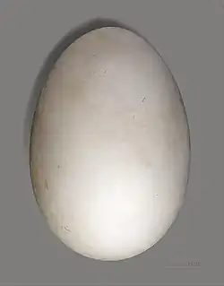 Œuf de Puffin fouquet (coll.MHNT)