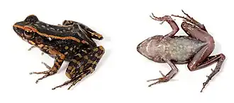 Description de l'image Pulchrana signata (10.3897-evolsyst.2.27020) Figure 4 (cropped).jpg.