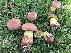 Pulchroboletus rubricitrinus