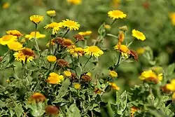 Pulicaire dysentérique