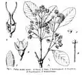 Pullea mollis