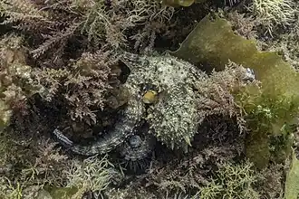 Autre pieuvre commune dans le parc naturel de l'Arrábida, Portugal. Juillet 2020.