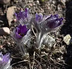 Pulsatilla halleri ssp. rhodopaea