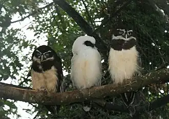 Couple et jeune au Zoo de Londres