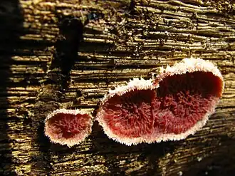 Description de cette image, également commentée ci-après