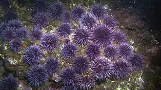 Prolifération de Strongylocentrotus purpuratus en Californie. Ils y ont fait considérablement régresser les forêts de kelp.
