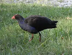 Poule sultane