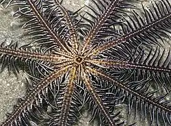 Comatula purpurea vue du dessous.