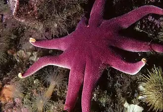 Solaster endeca (ajout de DORIS)